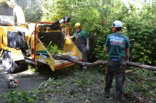 tree services Earling